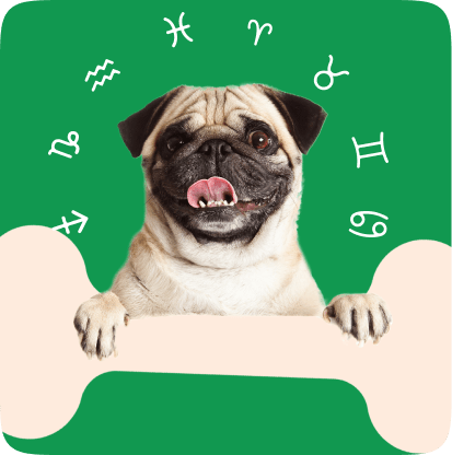 Imagem de um Pug