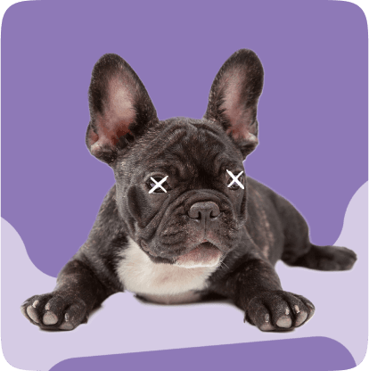 Imagem de um Bulldog Francês